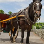 pre marital property